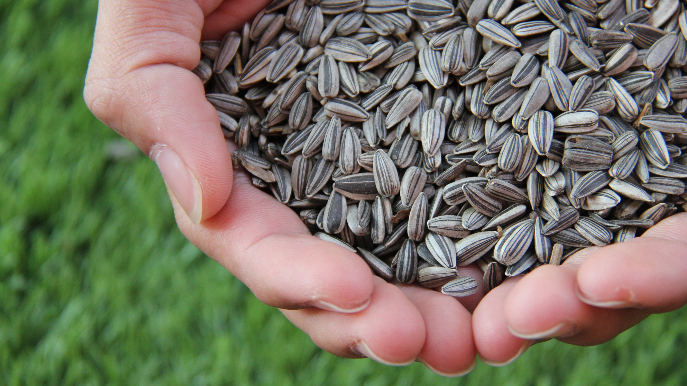 Buy Vegetable Seeds Online