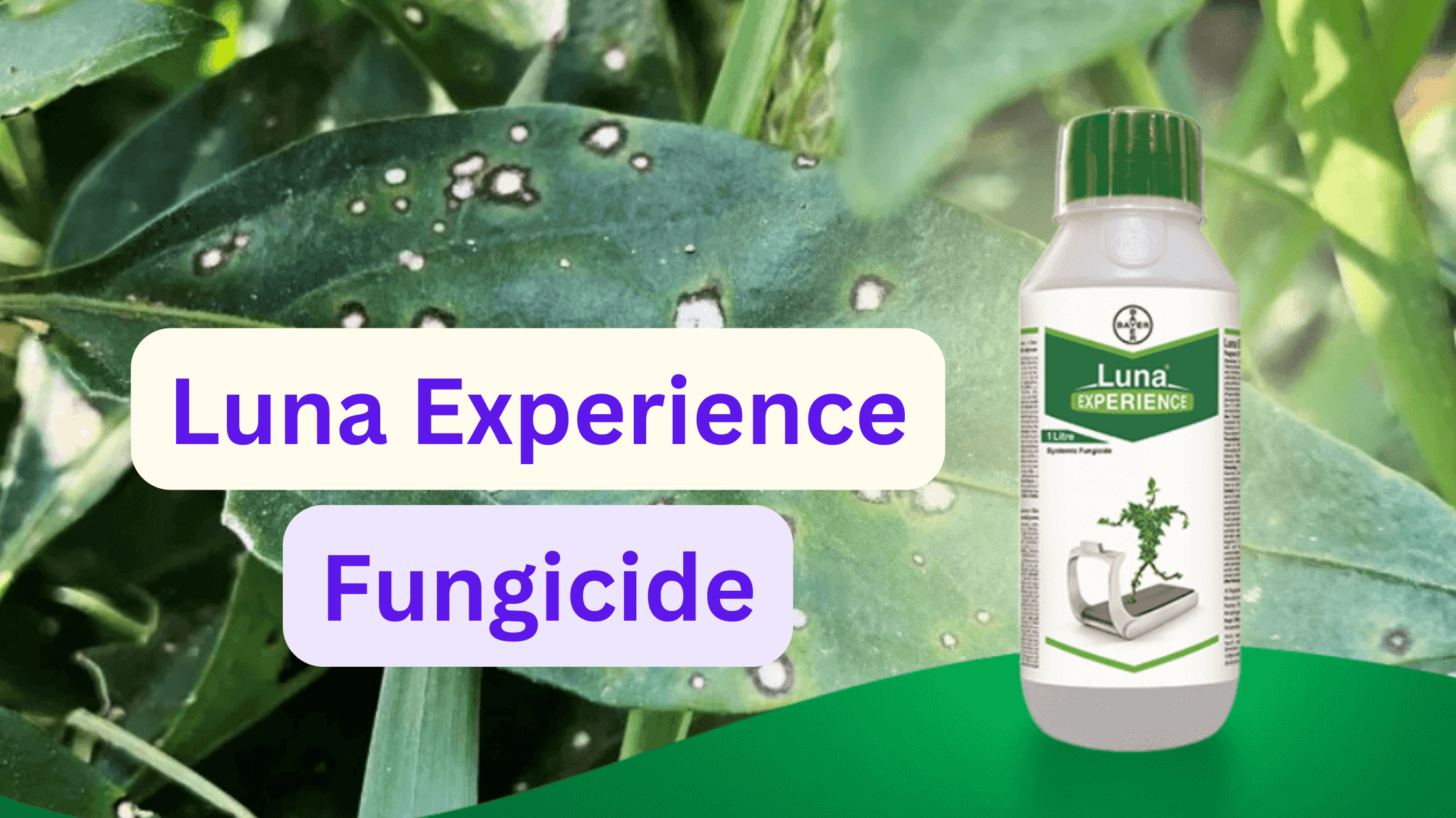 Luna Experience